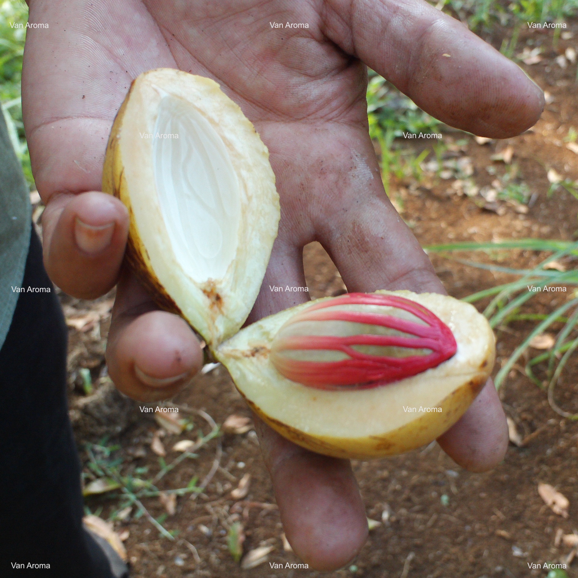 Nutmeg Oil (Sulawesi 7% Myristicin) product image