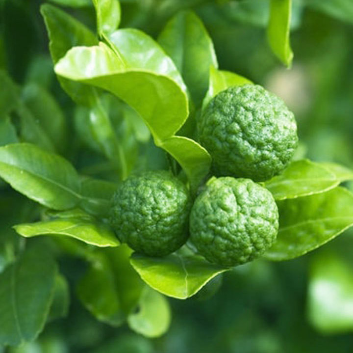 Kaffir Lime Oil product image