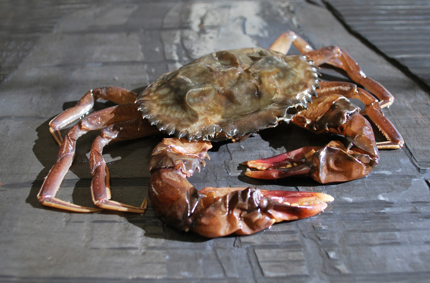 Maneki® Mangrove Soft Shell Crab product image