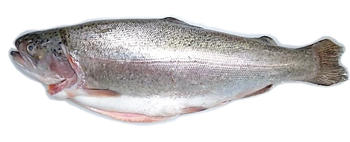Red Rainbow Trout Whole Head-On Gutted (Dressed) product image