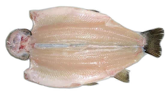 Natural Rainbow Trout Butterfly  Head-On PBI (Boned) product image