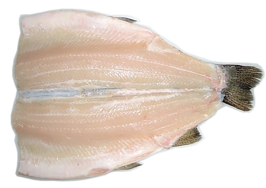 Rainbow Trout Butterfly Head-Off PBO product image