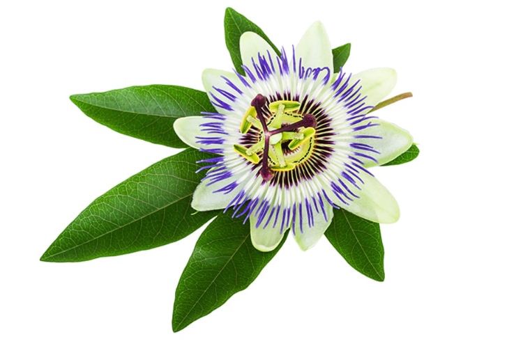 Passion Flower Powder Extract-4:1 product image