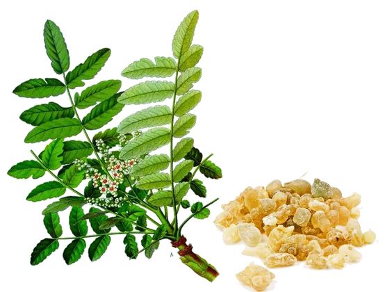 Boswellia Powder Extract-Boswellia Acid 65% product image