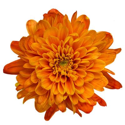 Organic Marigold Powder Extract-Zeaxanthin 1% product image