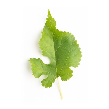 Mulberry Leaf Powder Extract-Flavones 10% product image