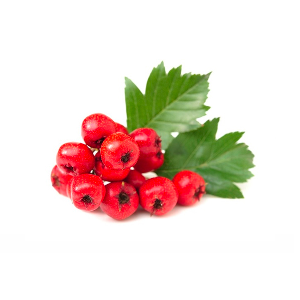 Hawthorn Fruit Powder Extract product image