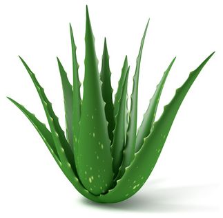 Organic Aloe Vera Juice Powder product image