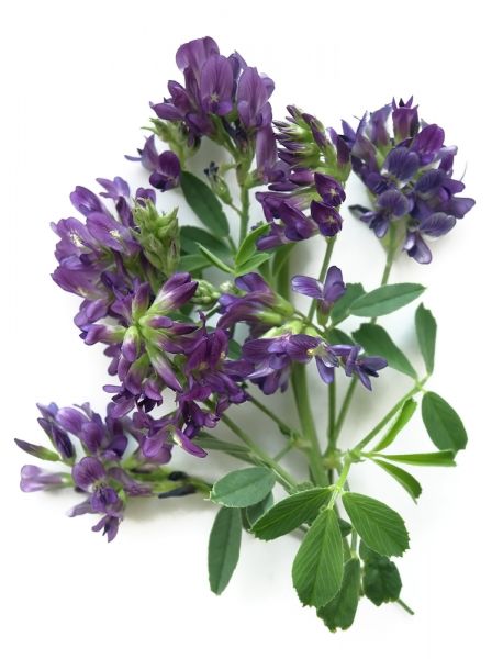 Organic Alfalfa Powder product image