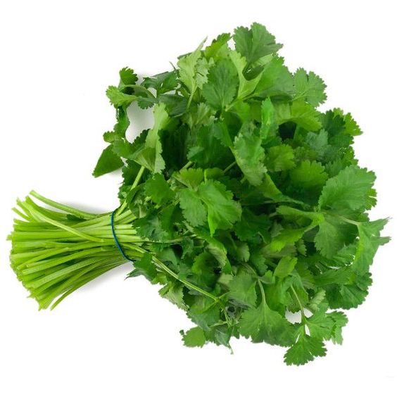 Organic Cilantro Powder Extract-10:1 product image