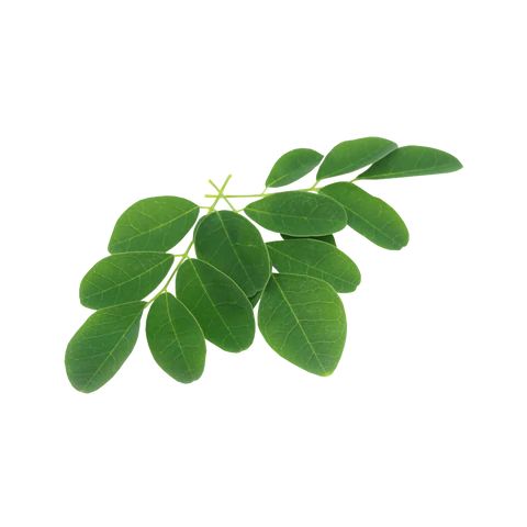 Moringa Leaf Powder product image