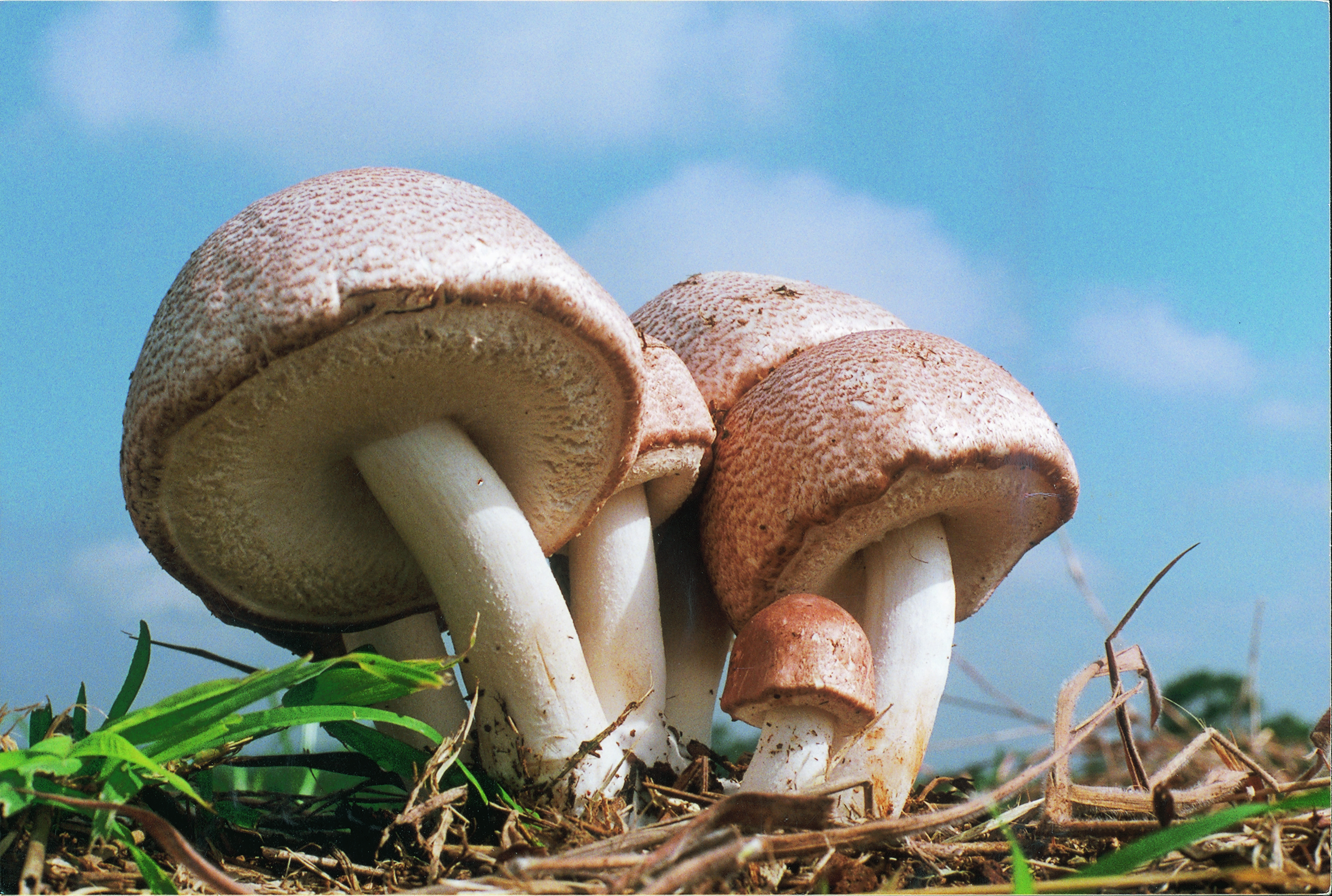 Agaricus blazei Extract Powder Polysaccharides 30% UV product image