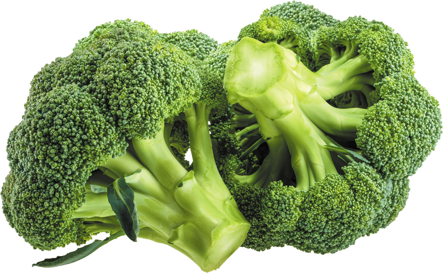 Broccoli Powder Extract Glucoraphanin 1% HPLC product image