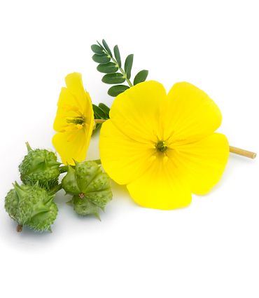 Tribulus Terrestris Powder Extract-Saponins 45% product image