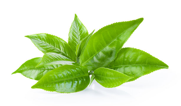 Organic Green Tea Powder Extract -Caffeine 5%,Polyphenols 25% product image