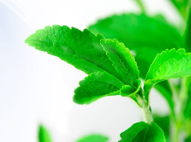 Stevia Powder Extract 60% Rebaudioside A (Reb A)HPLC product image