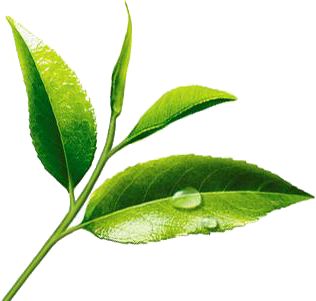 Green Tea Powder Extract product image