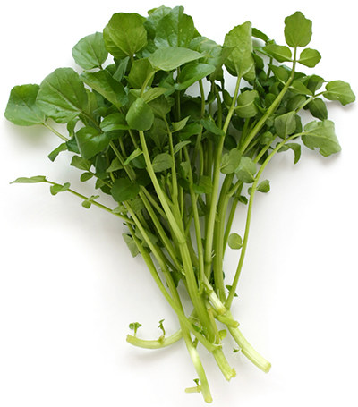 Watercress Herb Powder Extract 10:1 product image