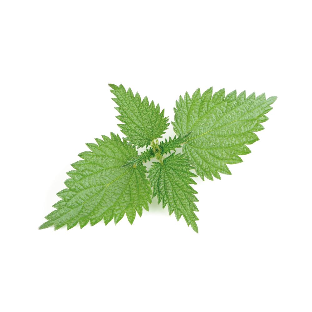 Organic Nettle Powder product image