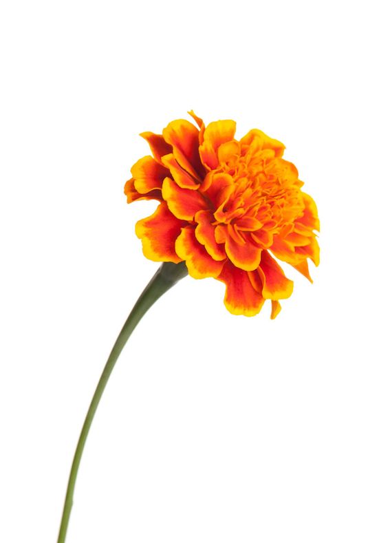 Marigold Powder Extract-Zeaxanthin 5% product image