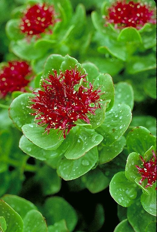 Rhodiola Powder Extract-Salidroside 50% HPLC product image