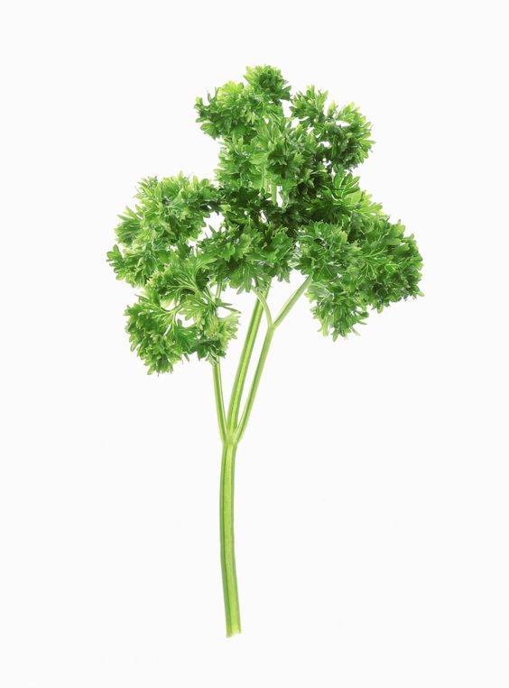 Organic Parsley Powder Extract-10:1 product image