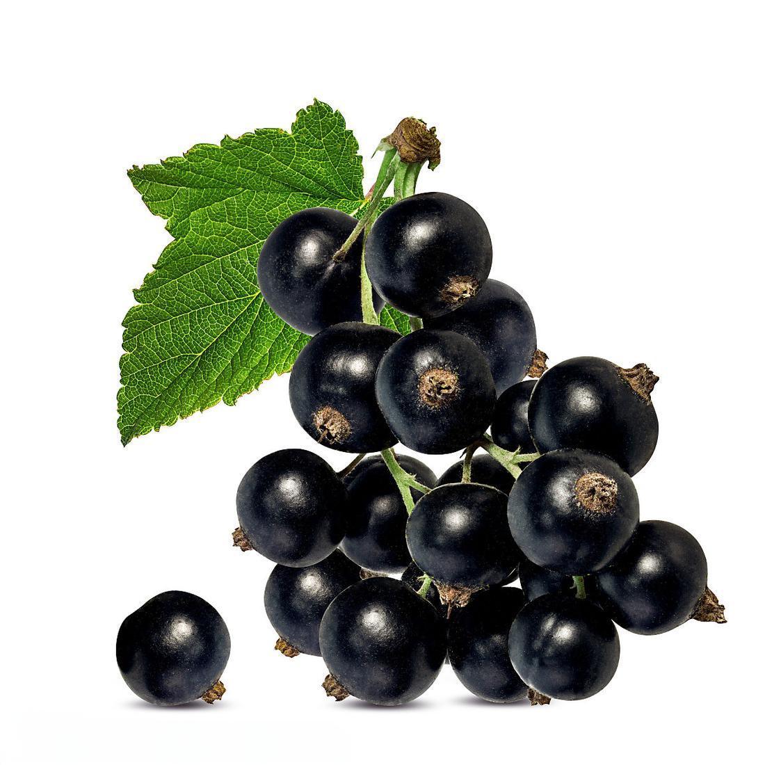 Black Elderberry Extract-10:1, Polyphenols 5% product image