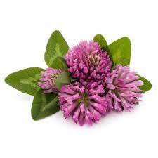 Red Clover Powder Extract-Isoflavone 8% HPLC product image