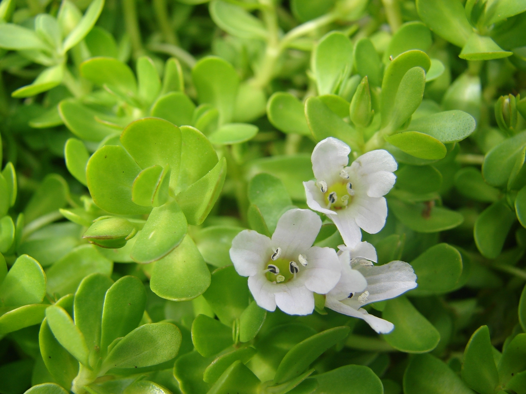 Bacopa Monnieri Extract Powder Bacopasides 50% HPLC product image