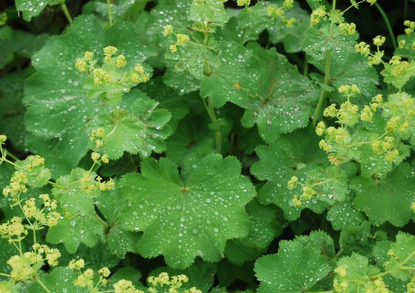 Lady's Mantle Extract Powder product image