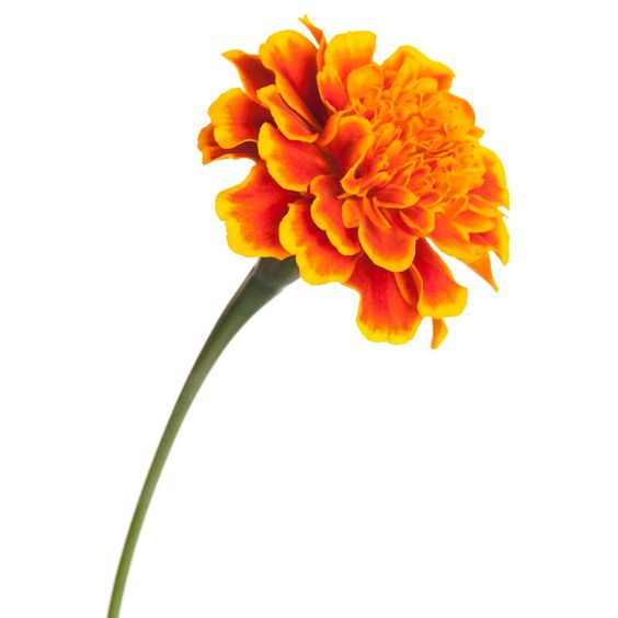 Marigold Powder Extract-Lutein 5% HPLC product image