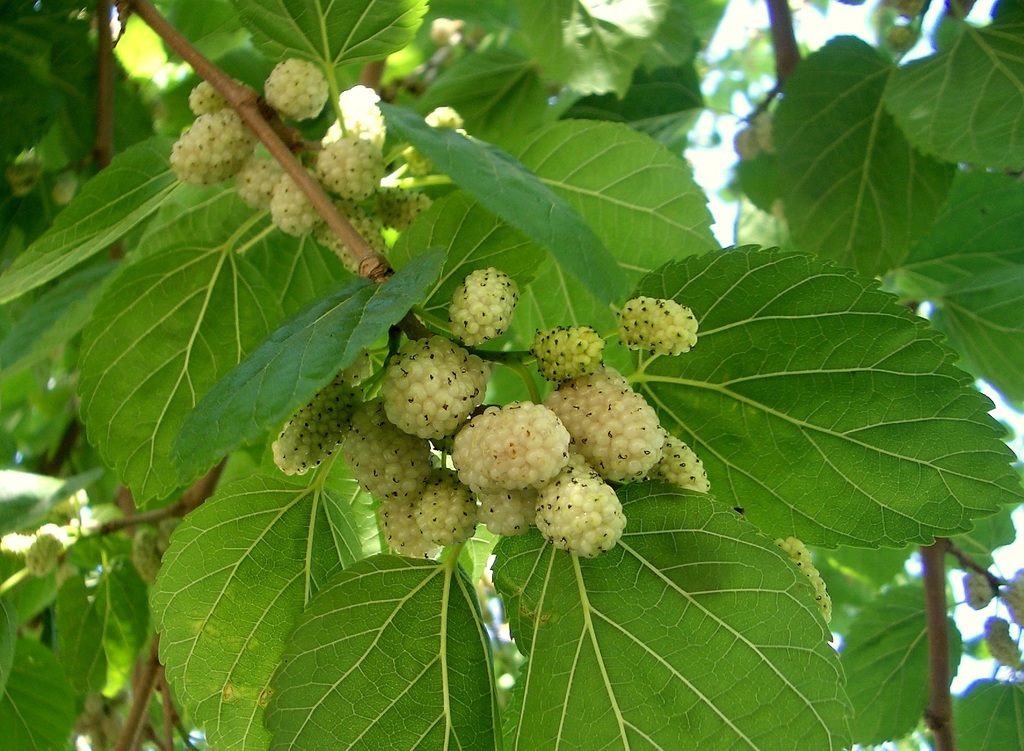 White Mulberry Leaf  Extract 10:1 TLC product image