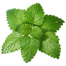 Lemon Balm Powder Extract-4:1 product image