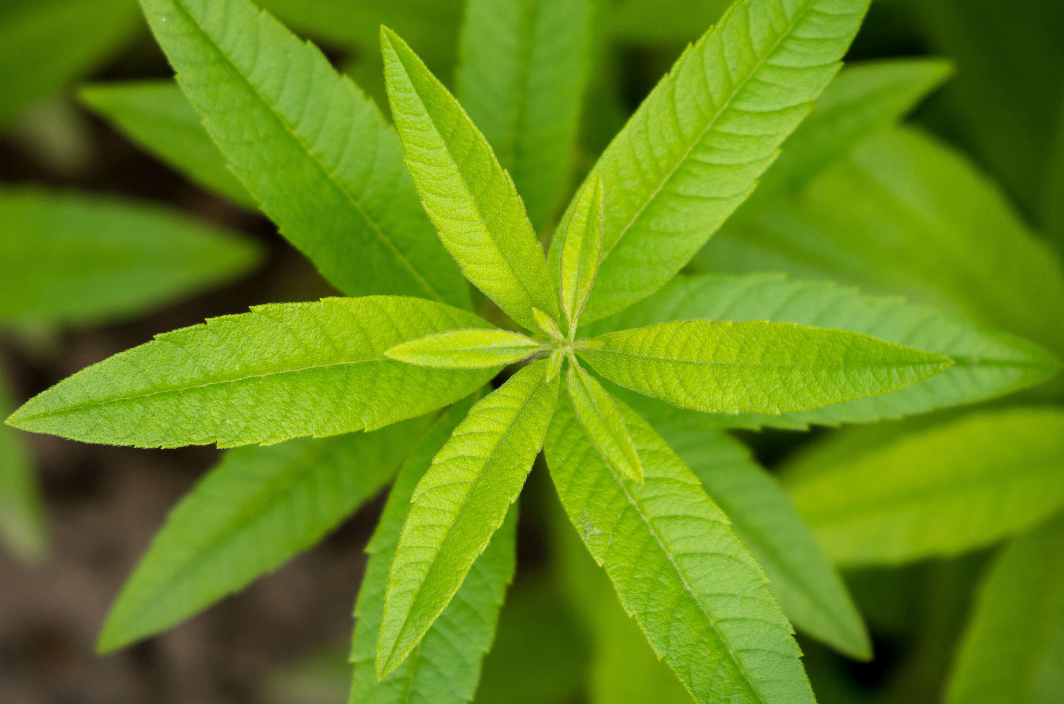 Lemon Verbena Powder product image