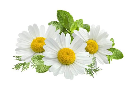 Chamomile Powder Extract-Apigenin 1.2% HPLC product image