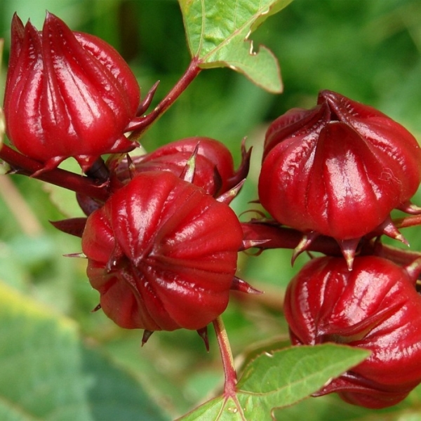 Roselle Extract Powder (Hibiscus sabdariffa) product image