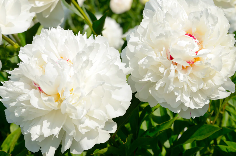 White Peony Root Extract Paeoniflorin 10% HPLC product image