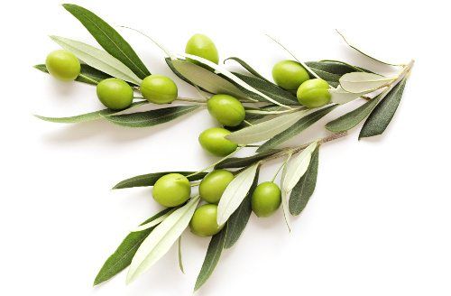 Olive Leaf Powder Extract-Hydroxytyrosol 10% product image