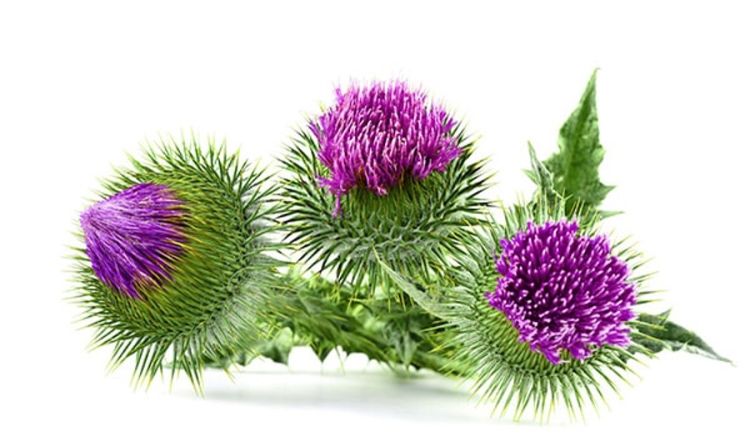 Milk Thistle Powder Extract-4:1 product image