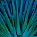 Organic Agave Light product image