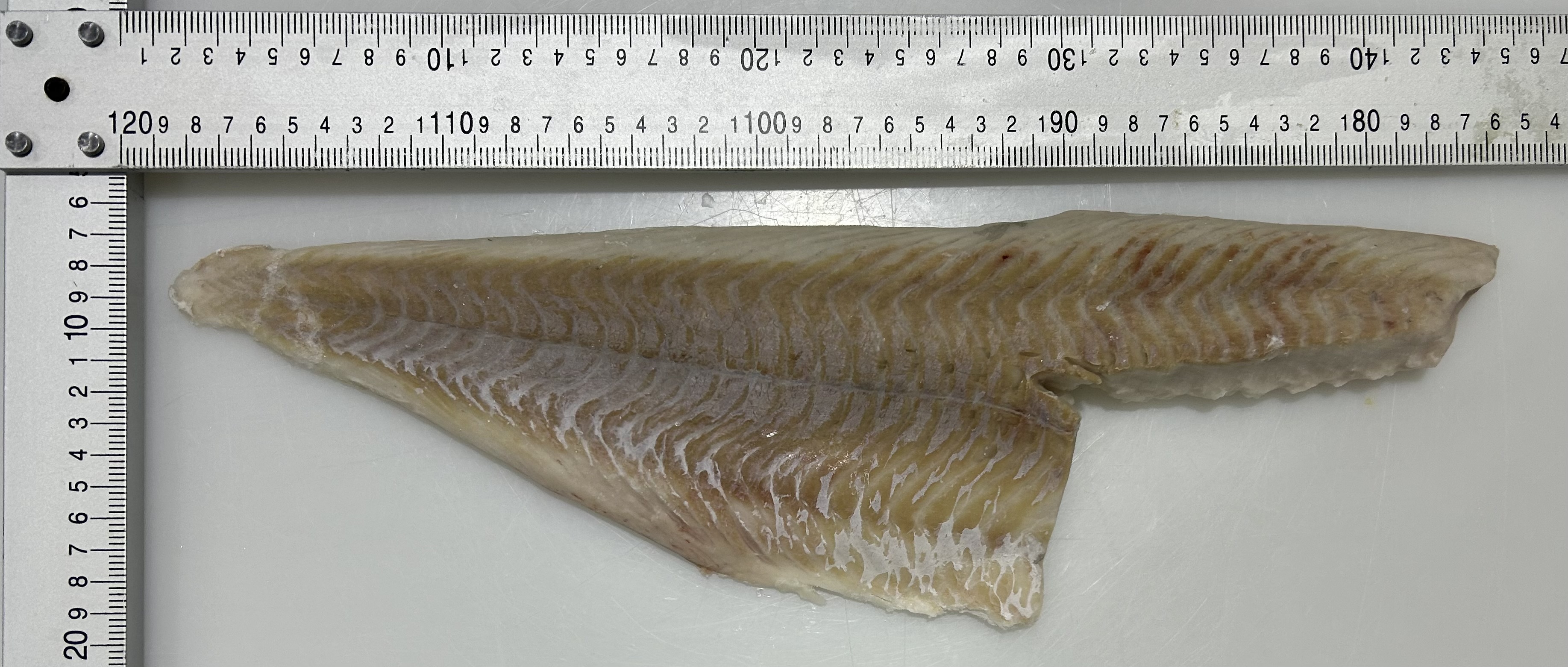 POLL ATLN FLT 16-18OZ S/B RAW PACKBR ANAT Styro PYBG WLD MSC ISL FRZ (3-20) product image