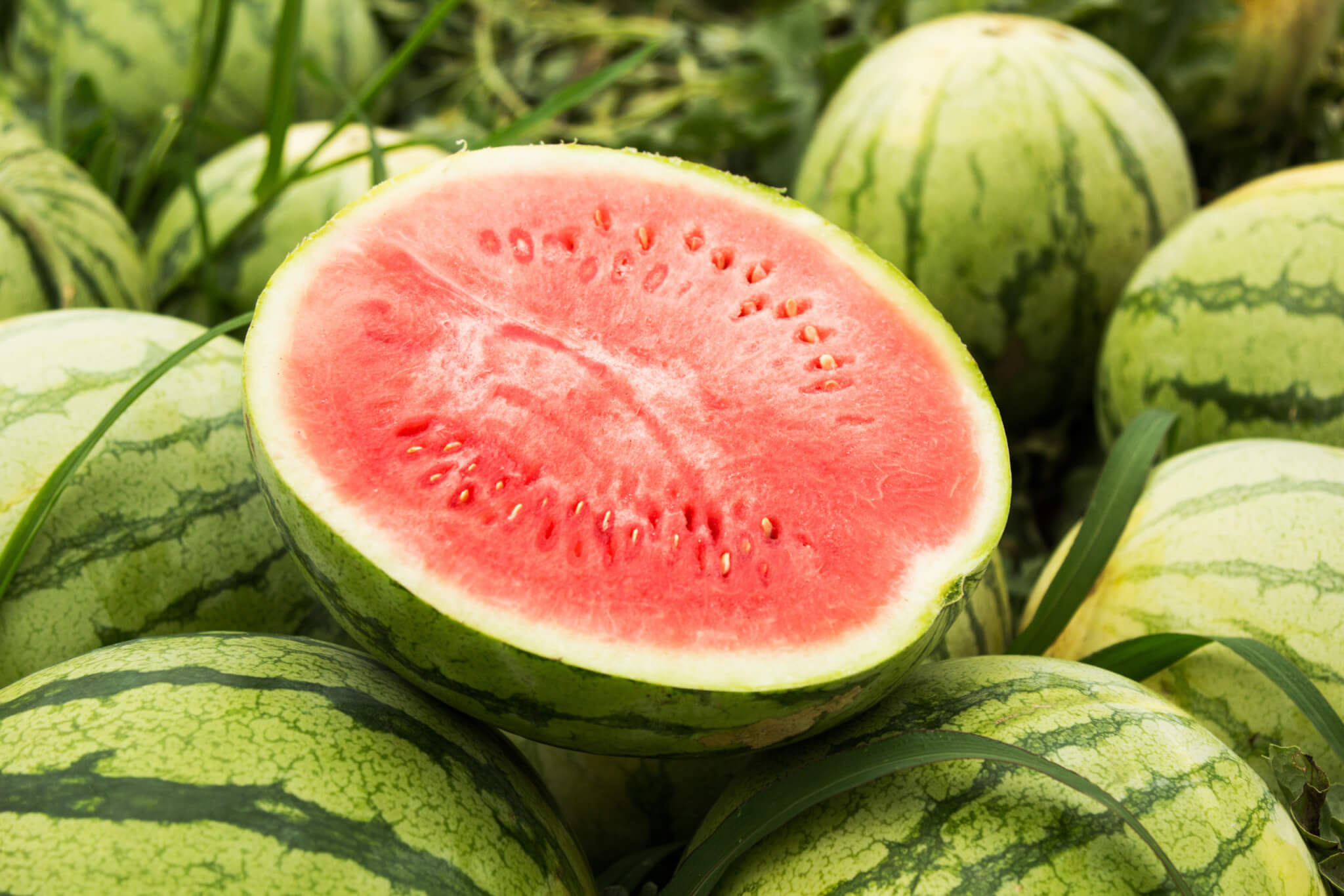 Watermelon Juice Concentrate Clarified Acidified 65 Brix product image