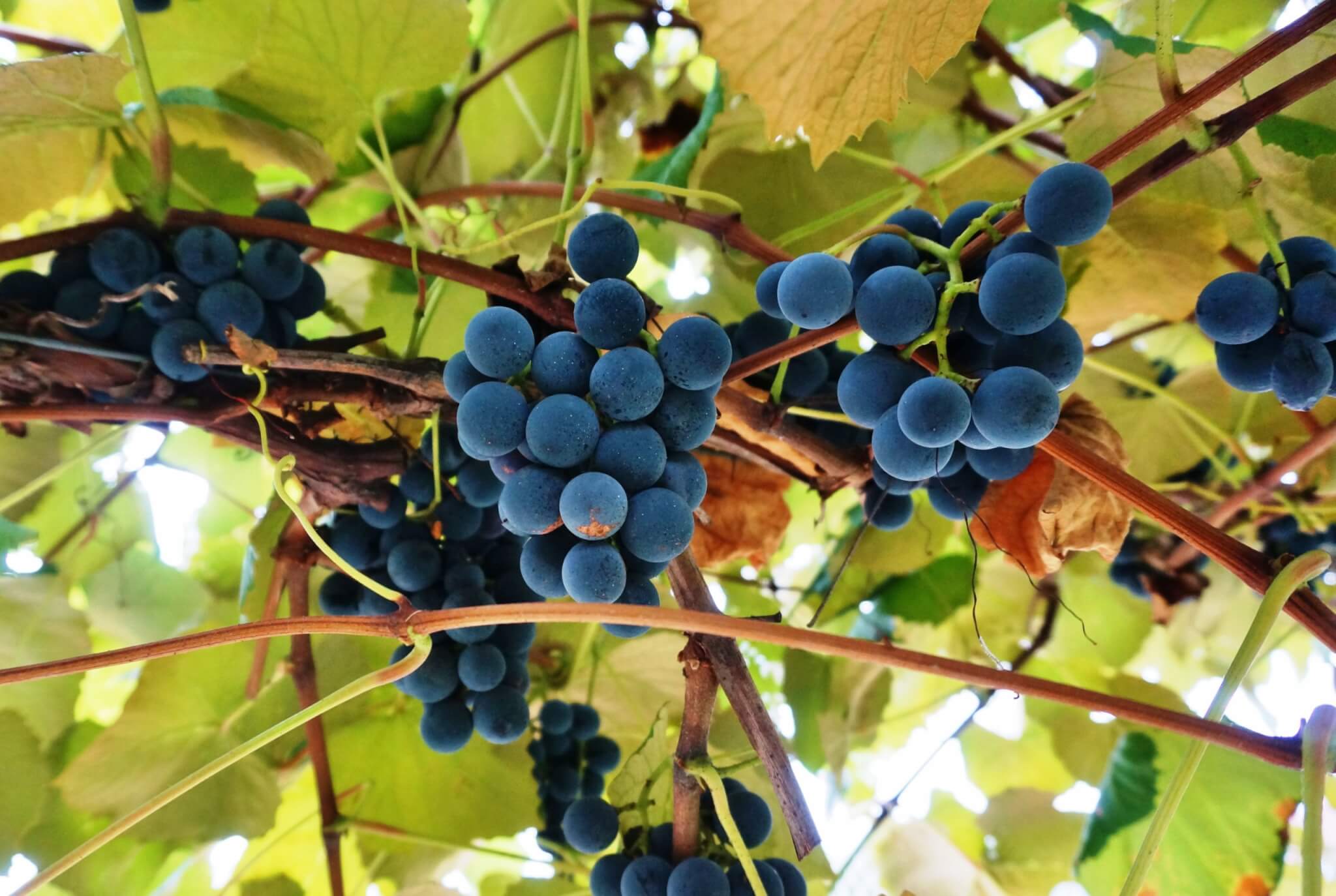 Grape (K) Juice Concentrate, Concord 68 Brix product image