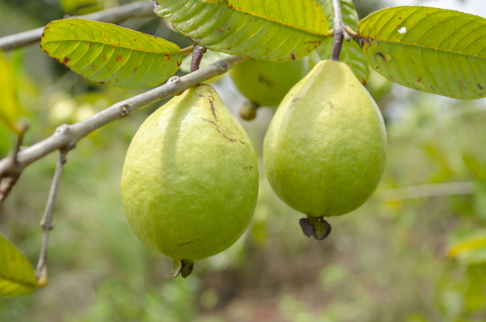 Guava Puree, Pink Single Strength product image