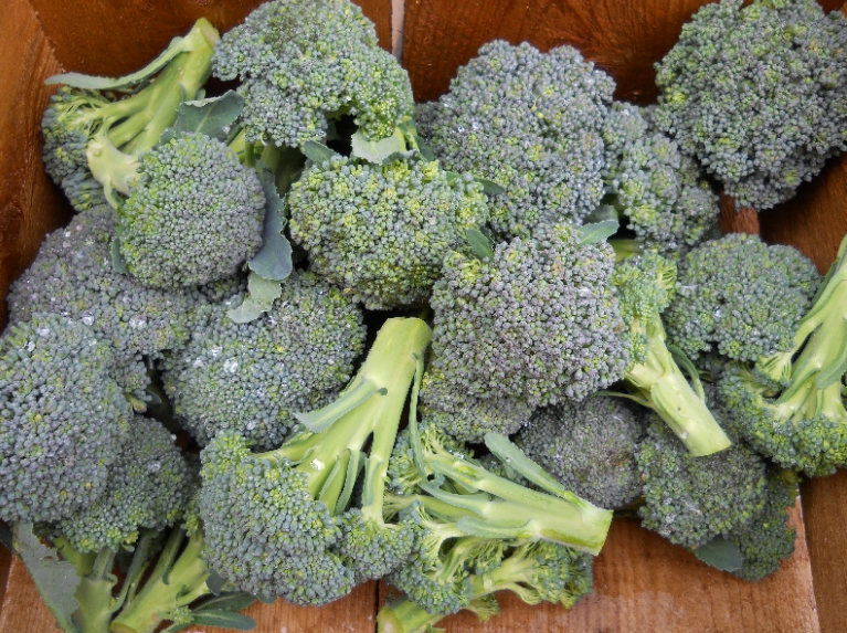 Organic Broccoli 14ct product image