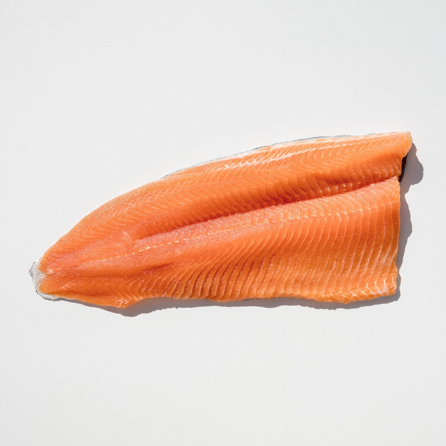 FZN Steelhead Trout PBO Fillet 10 oz. product image