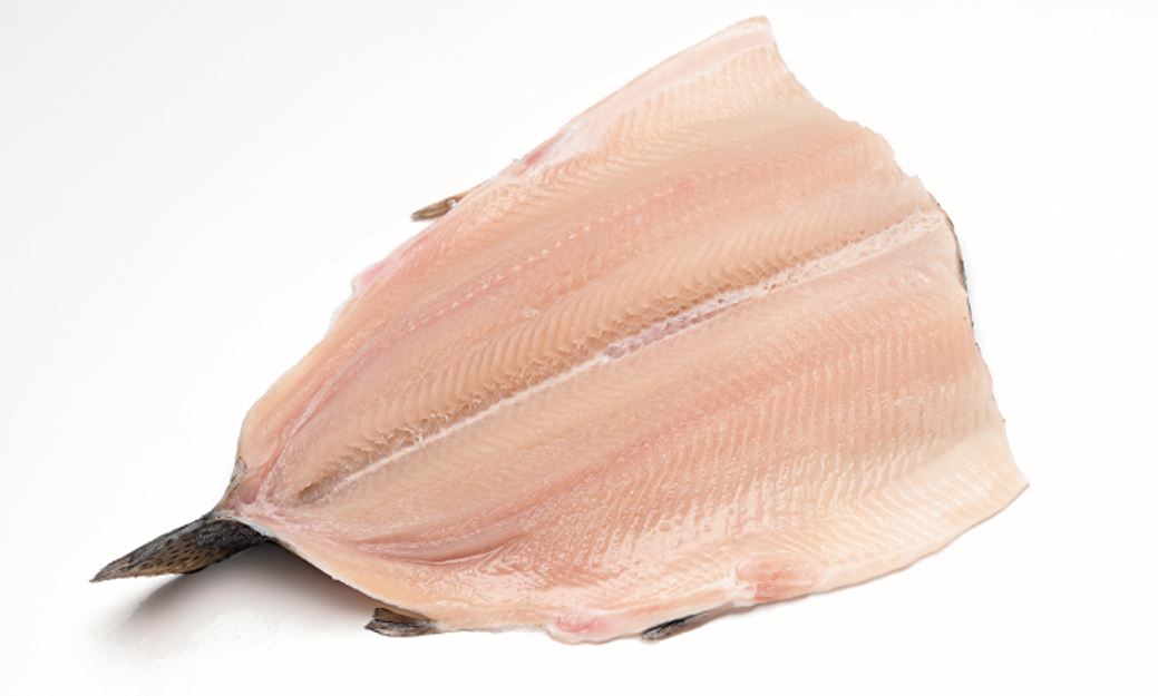 FRSH RNBW Trout PBO BND HR 9-11 oz product image