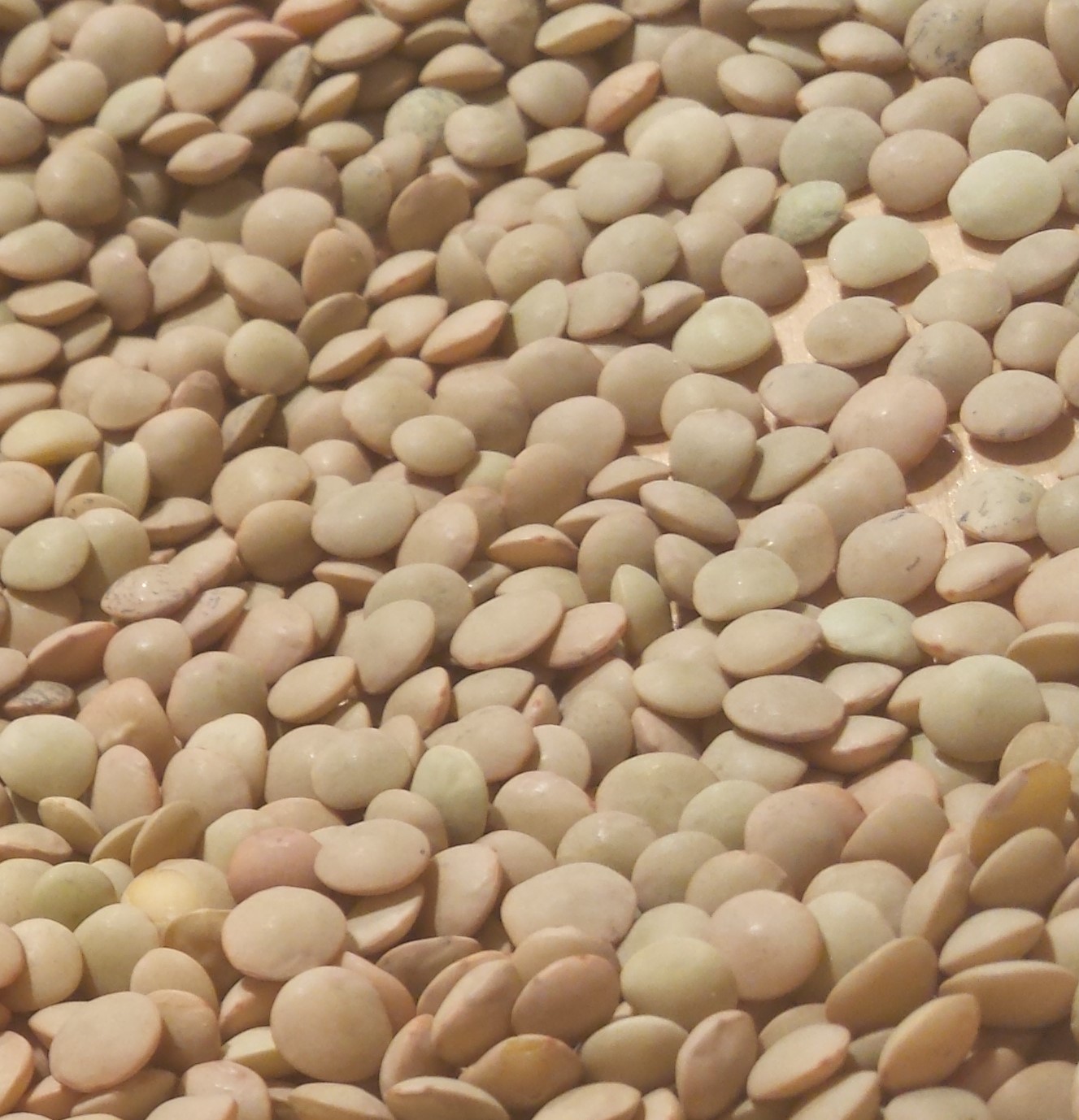 Lentils Green Organic product image