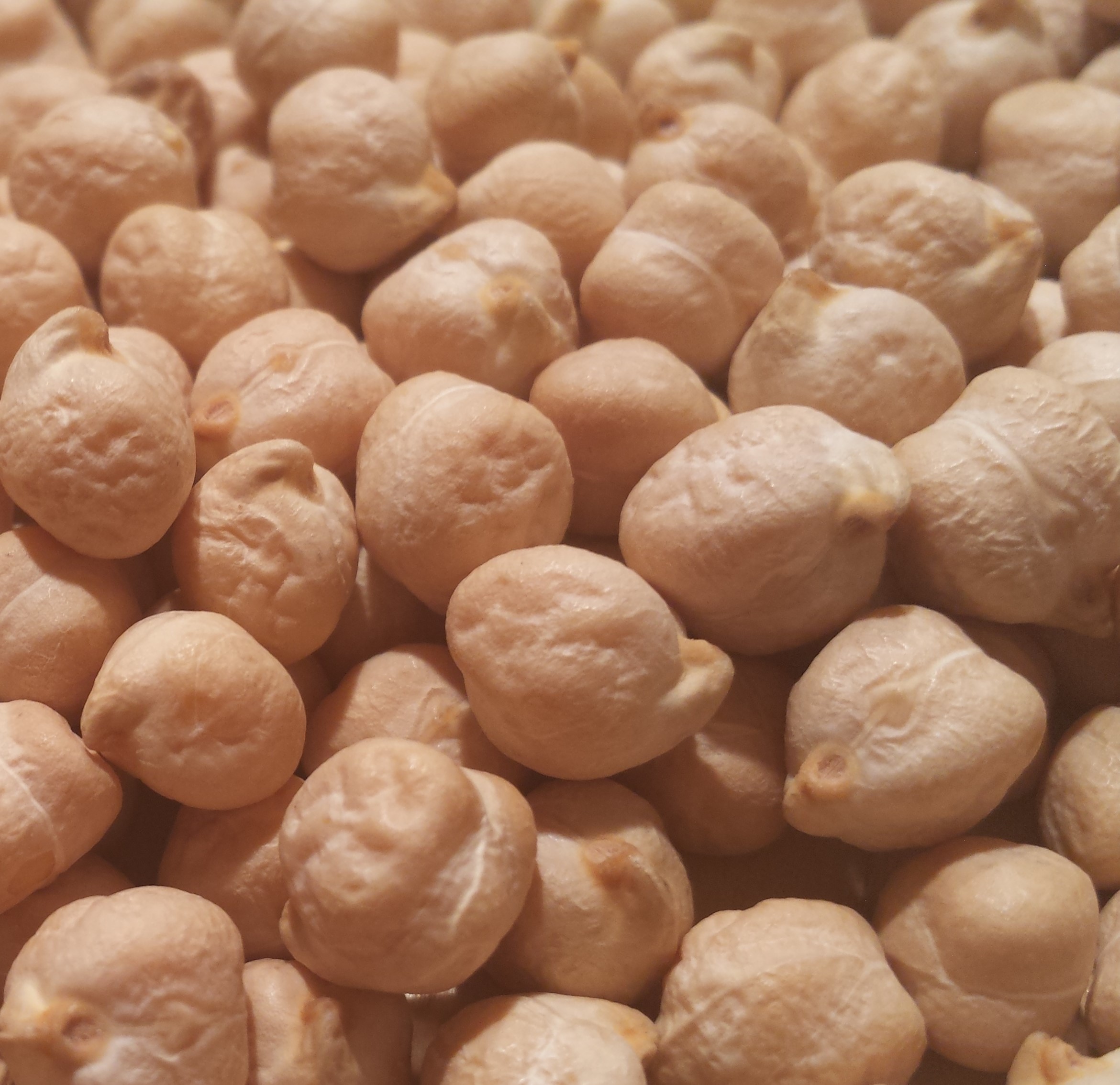 Garbanzo Beans Organic product image