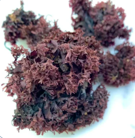 Organic Whole Leaf Irish Moss product image